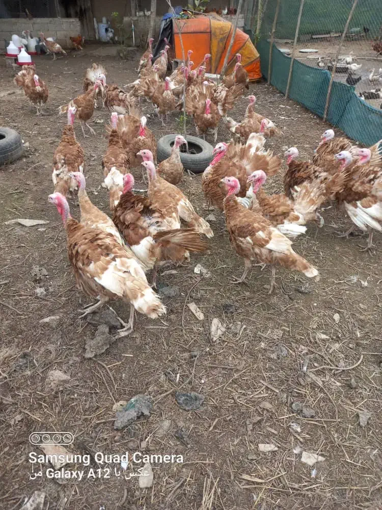 فروش بوقلمون پنج ماه وزن چهار کیلو|حیوانات مزرعه|رشت, حومه رشت|دیوار