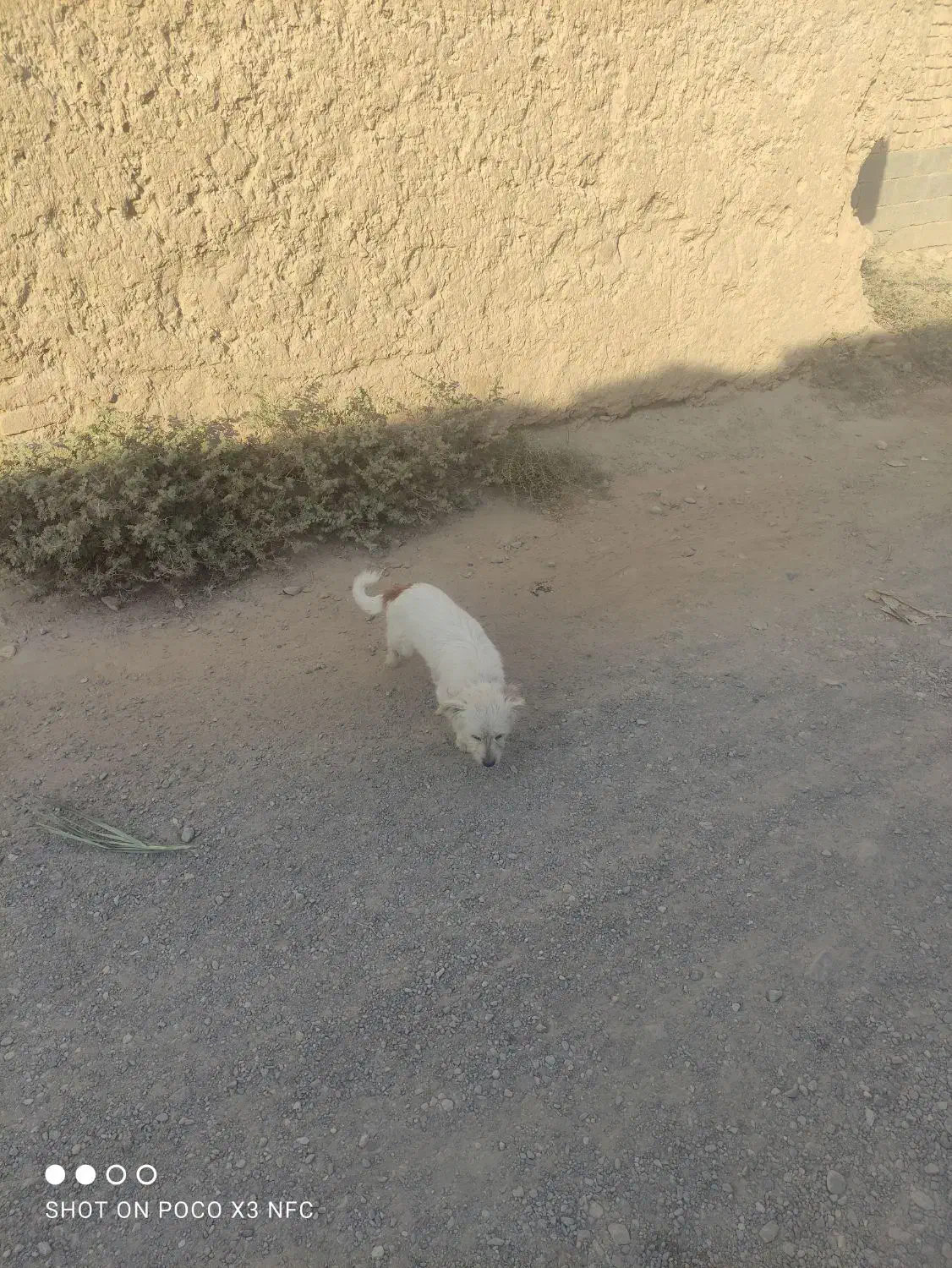 سگ پشمالو|سگ|خلیل آباد, |دیوار