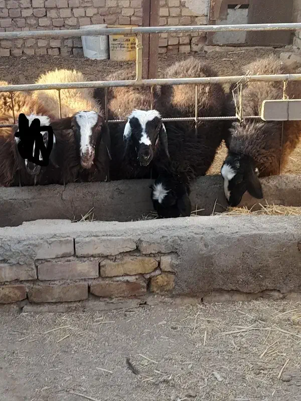 حیوانات مزرعه|حیوانات مزرعه|کویرات, |دیوار