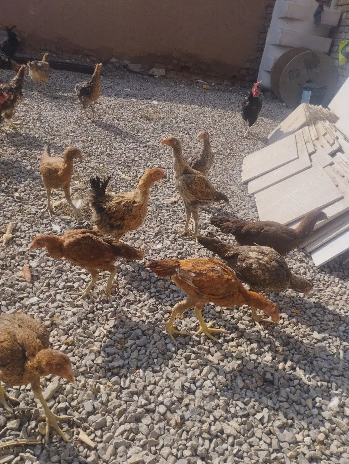 مرغ|حیوانات مزرعه|آران و بیدگل, |دیوار