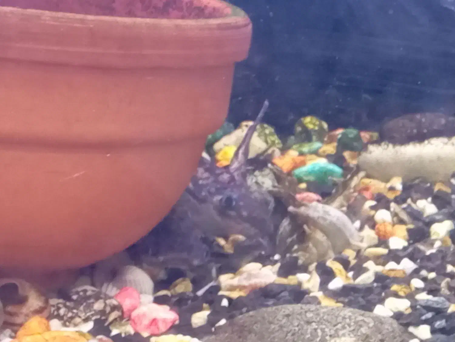 طبرسی شمالی ۳۸ بین طباطبایی ۳۲و۳۴|ماهی|مشهد, سناباد|دیوار