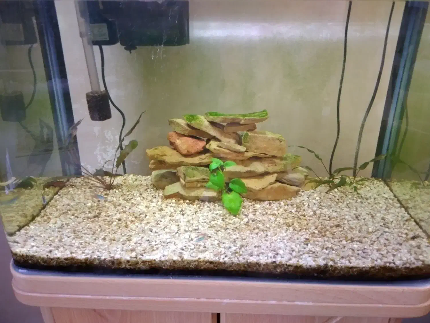 آکواریوم شرکتی ماهیران بهمراه میز شرکتی|ماهی|تبریز, |دیوار