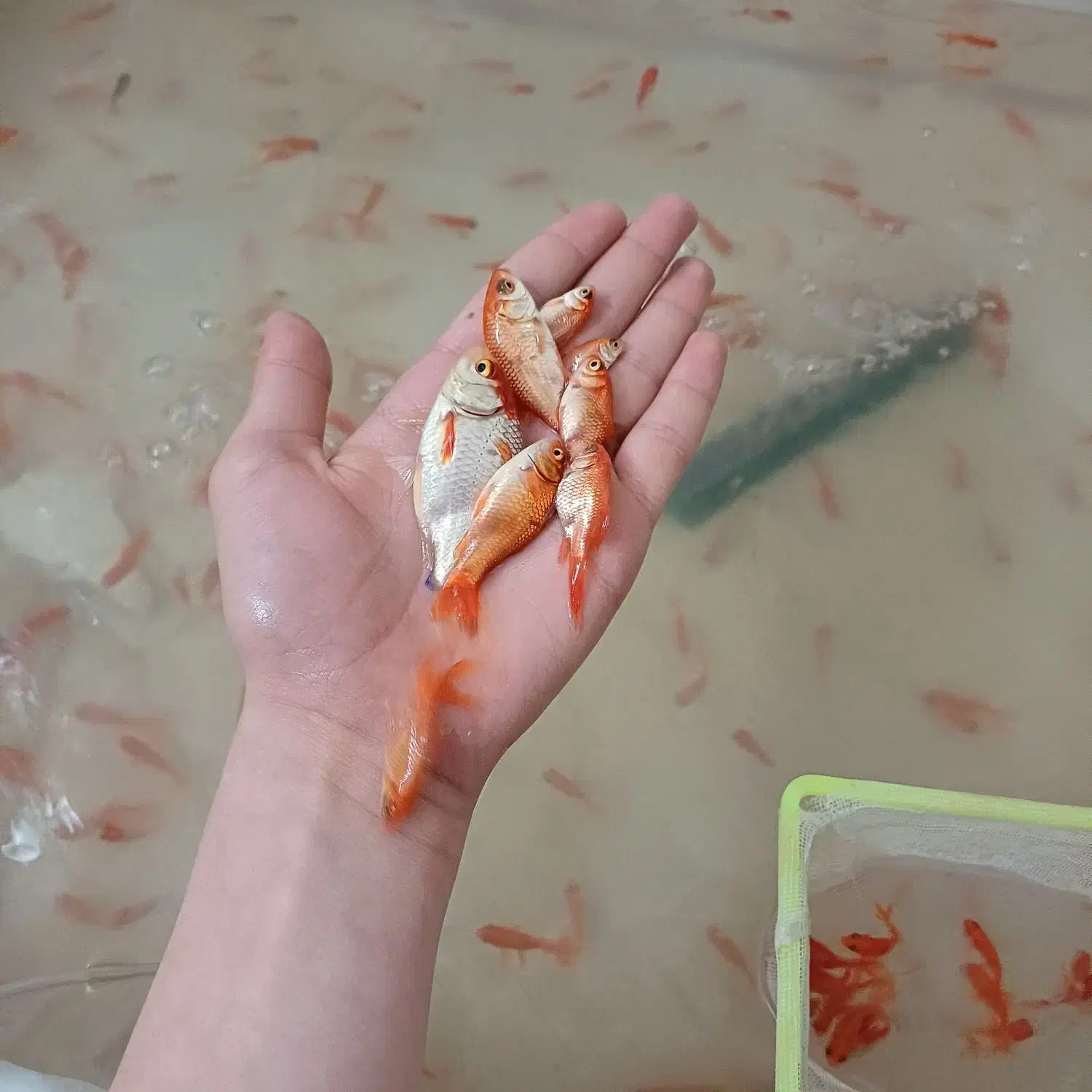 ماهی قرمز عمده|ماهی|قم, انصار‌الحسین|دیوار