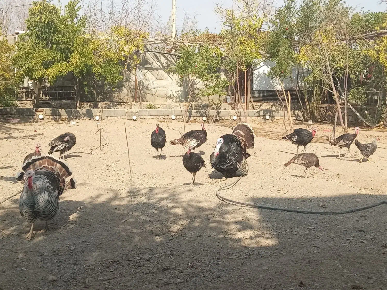 بوقلمون آماده تخم گذاری|حیوانات مزرعه|بیرجند, |دیوار