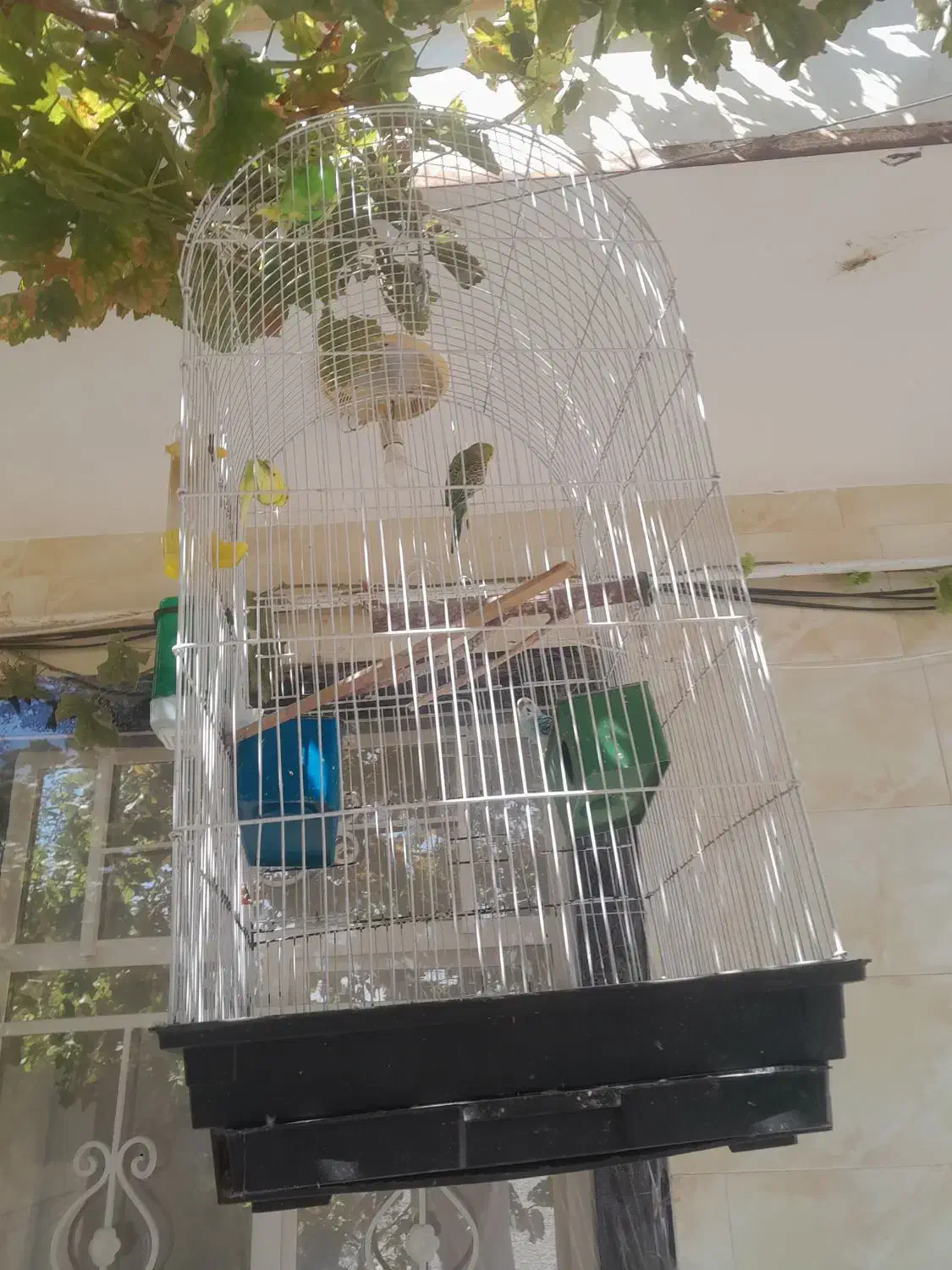 مرغ عشق|پرنده|قزوین, |دیوار