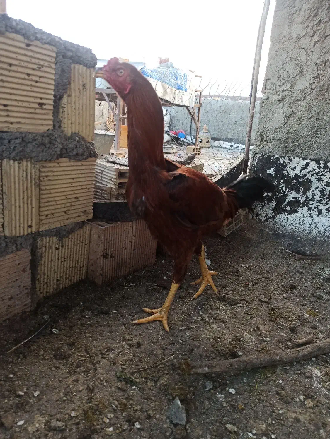 خروس لاری|حیوانات مزرعه|دره شهر, |دیوار