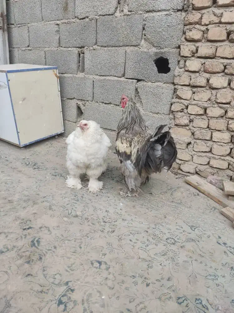 مرغ خروس برهما اصل جوان|حیوانات مزرعه|صباشهر, |دیوار