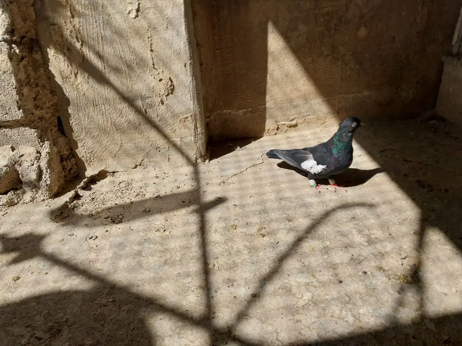 کفتر سرک جوجه و ماده برای فروش|پرنده|شیراز, تندگویان|دیوار