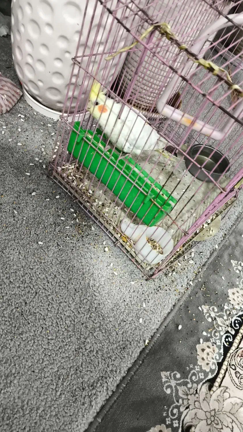 عروس هلندی نر|پرنده|اندیمشک, |دیوار