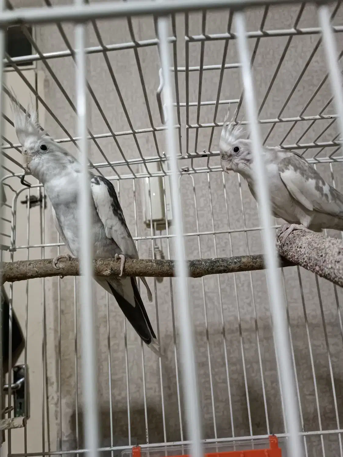 جفت عروس هلندی|پرنده|تهران, نازی‌آباد|دیوار