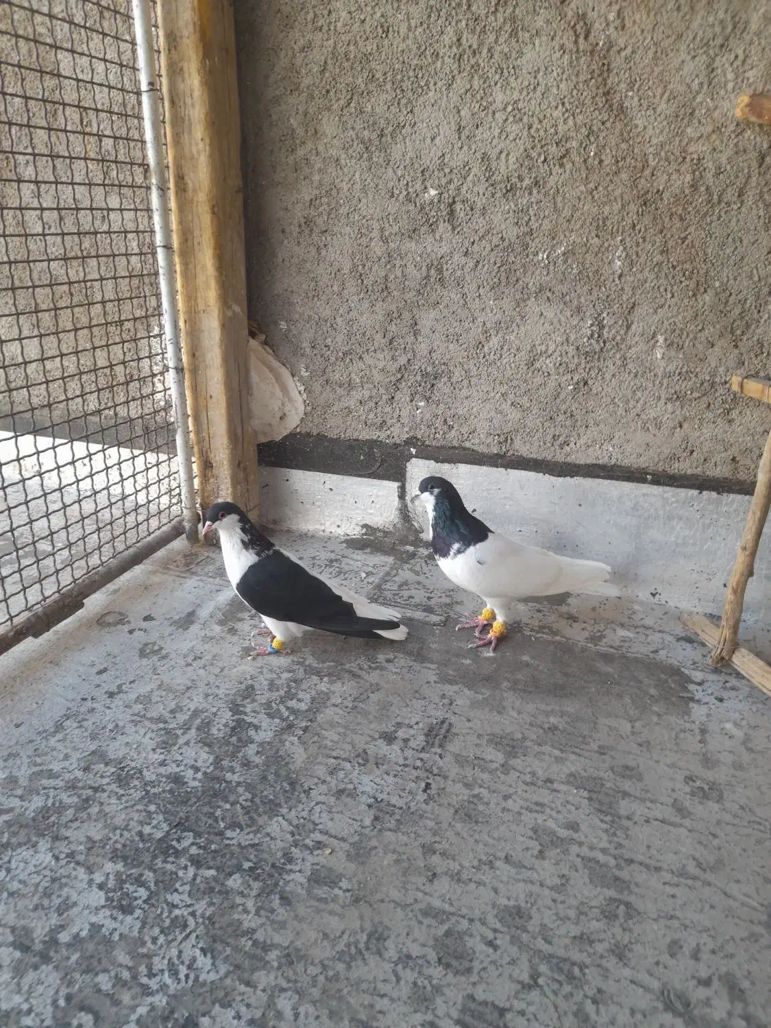 کبوتر شصتی وچپ|پرنده|اقبالیه, |دیوار