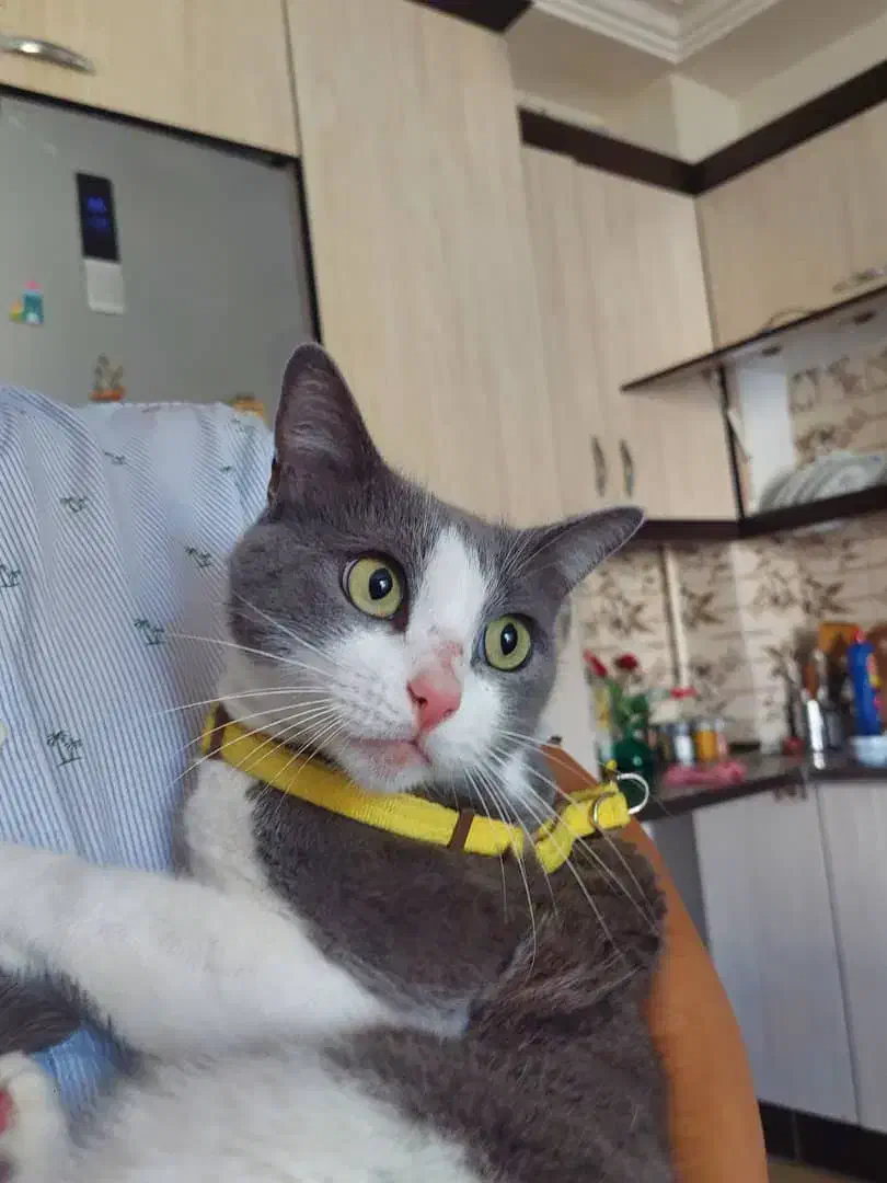 گمشده گربه|گربه|لاهیجان, آهندان|دیوار