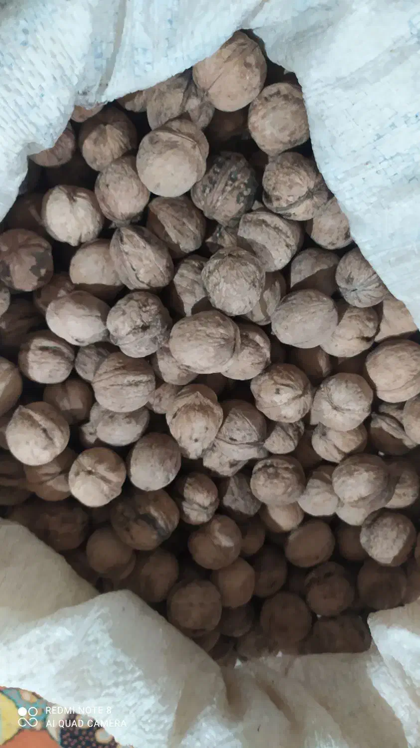 گردو خشک|خوردنی و آشامیدنی|شیراز, سعدیه جنوبی|دیوار
