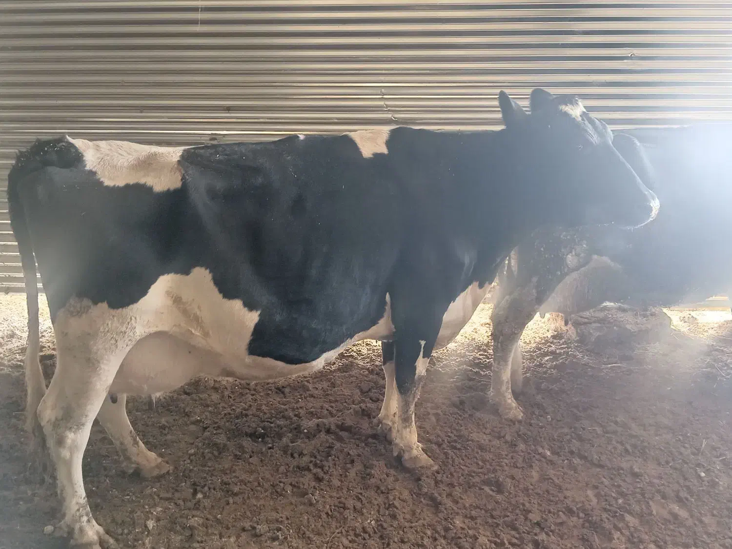 گاو|حیوانات مزرعه|تیران, |دیوار