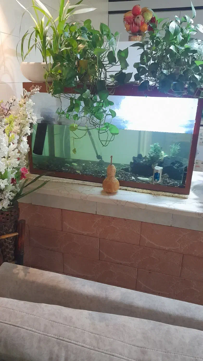 آکواریم  ماهی|ماهی|بندر انزلی, صابرحنان|دیوار