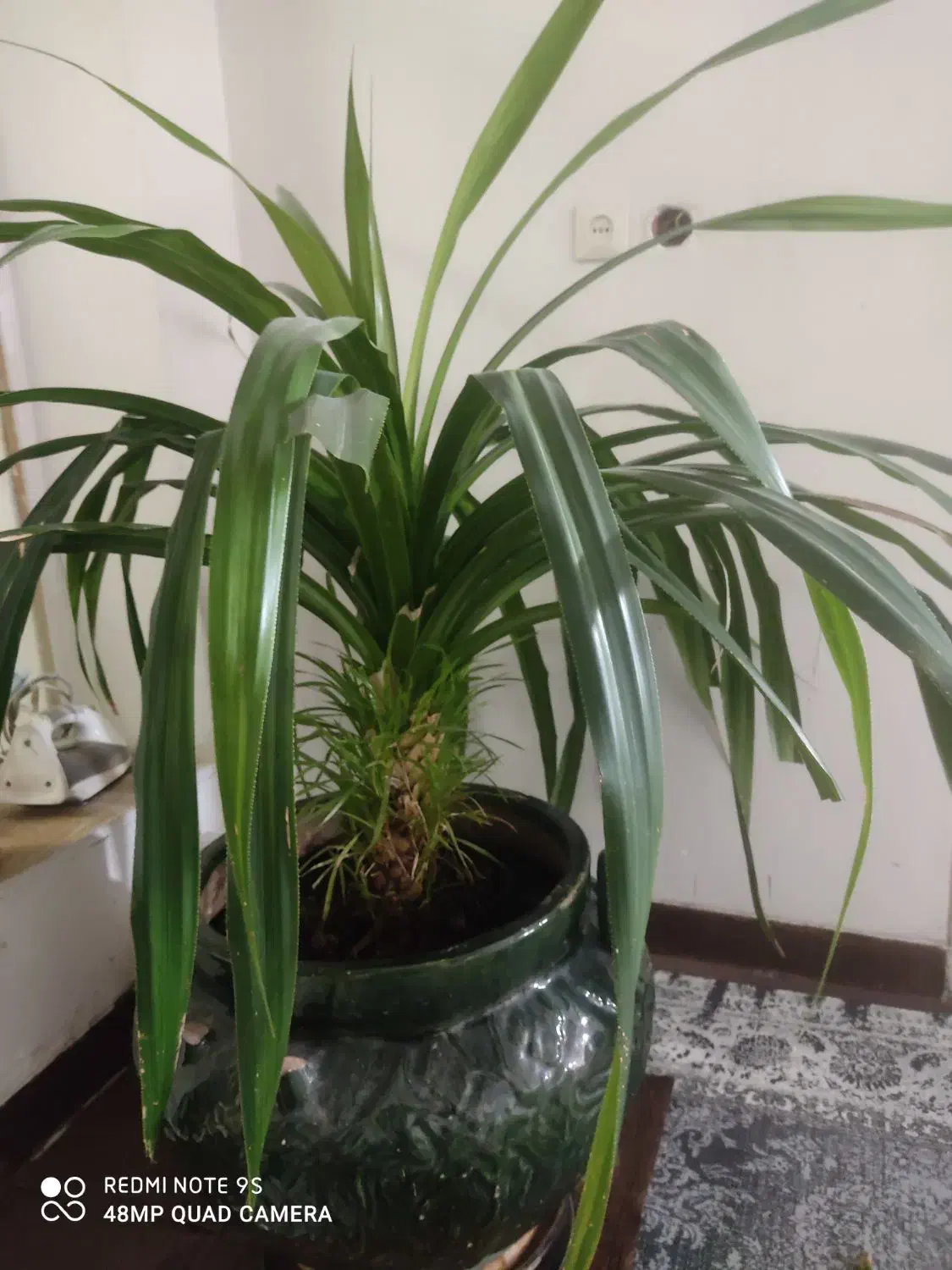 گل طبیعی|گل و گیاه طبیعی|شیراز, شهرک مهدیه|دیوار