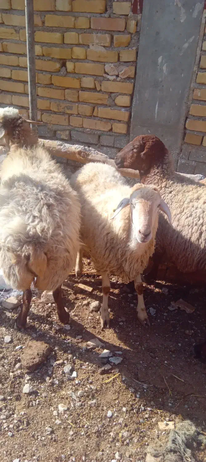 میش داشتی و بره نر پای پروار|حیوانات مزرعه|اسفراین, |دیوار