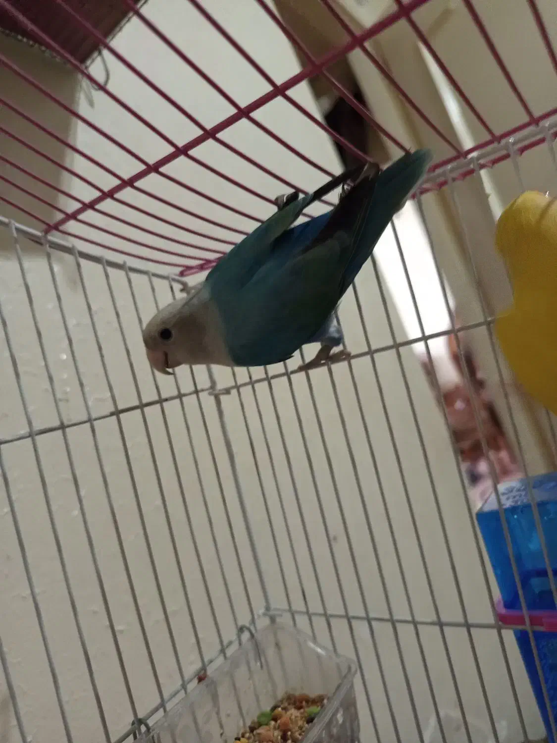 طوطی کوتوله|پرنده|اصفهان, پوریای ولی|دیوار