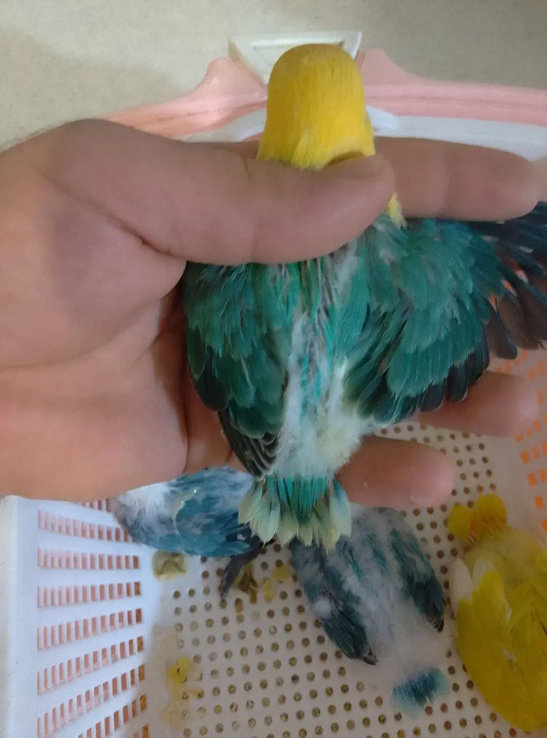 طوطی برزیلی پاربلو اوپلاین سرلاکی ۵ عدد|پرنده|اسلام‌شهر, شهرک محمدیه|دیوار