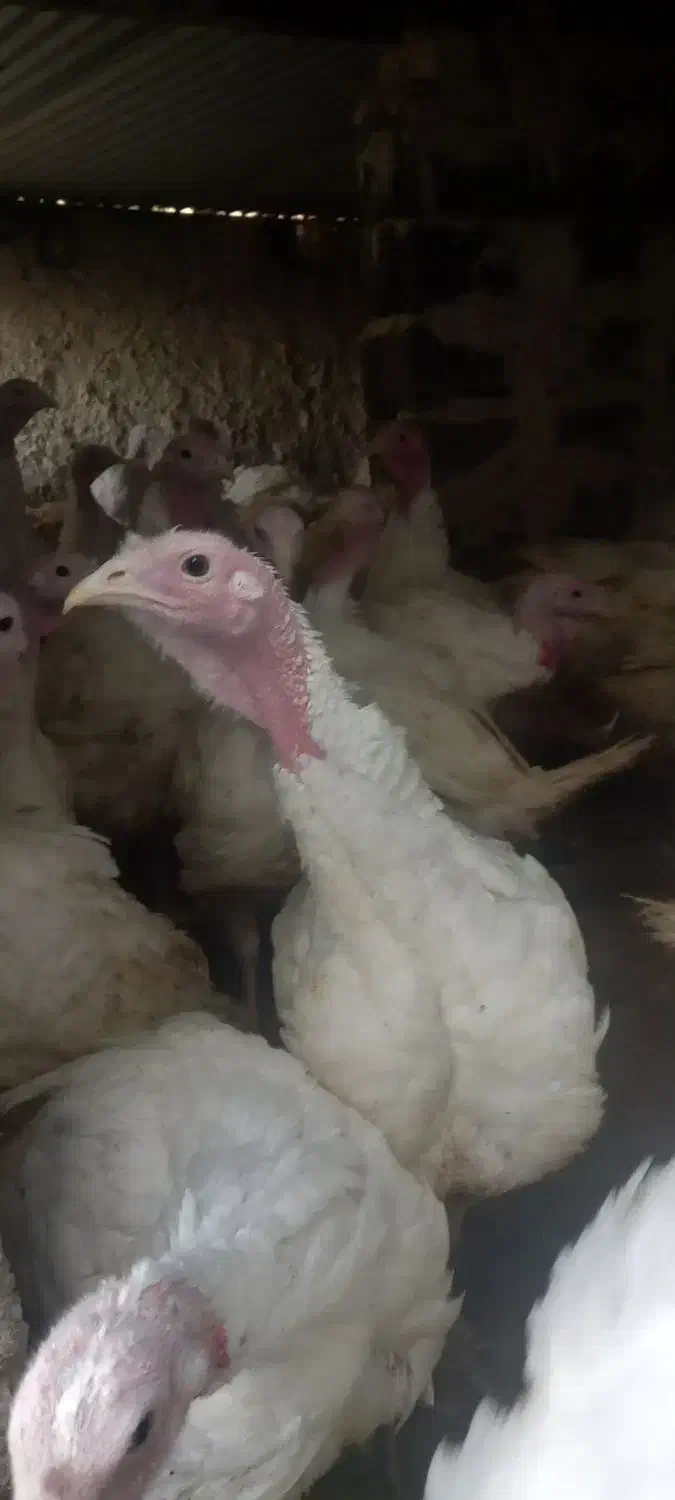 بوقلمون  لطفا۰۹۹۰درصورت۵۶۳تماس۷۸منتظر۵۰|حیوانات مزرعه|بیرجند, |دیوار