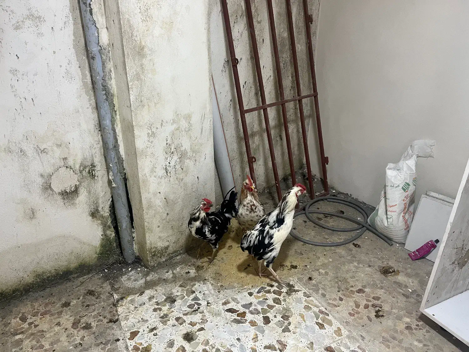 خروس گلین|پرنده|نوشهر, |دیوار