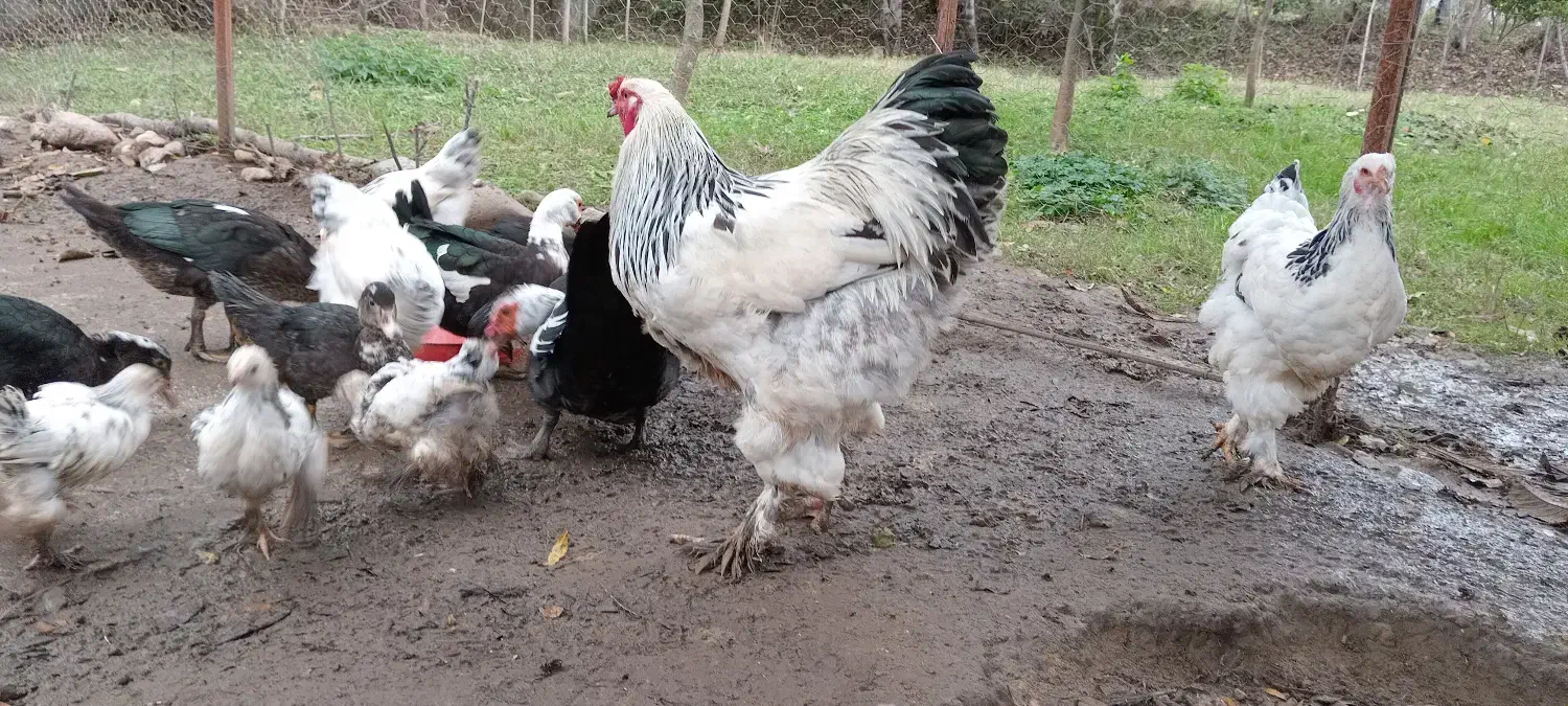 مرغ وخروس محلی، مرغ وخروس برهما، اسرائیلی|حیوانات مزرعه|ماکلوان, |دیوار