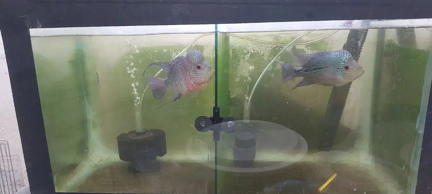 فلاور با تمام تجهیزات|ماهی|جهرم, |دیوار