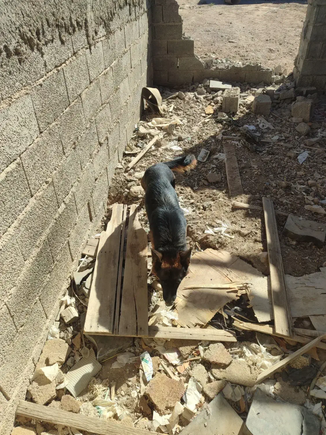 سگ ژرمن|سگ|کرمان, |دیوار