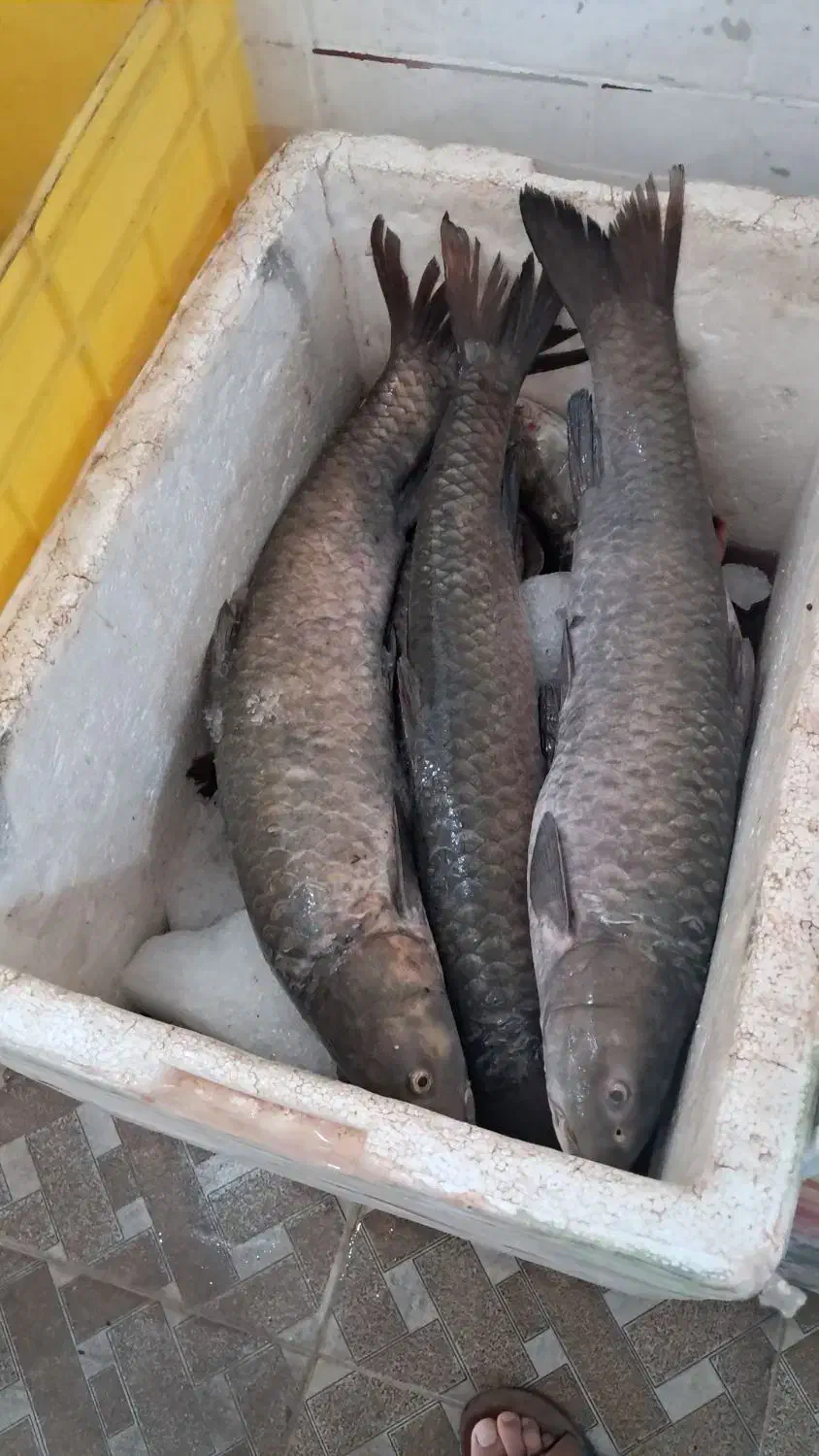 پخش عمده ماهی رودخانه|ماهی|دزفول, |دیوار