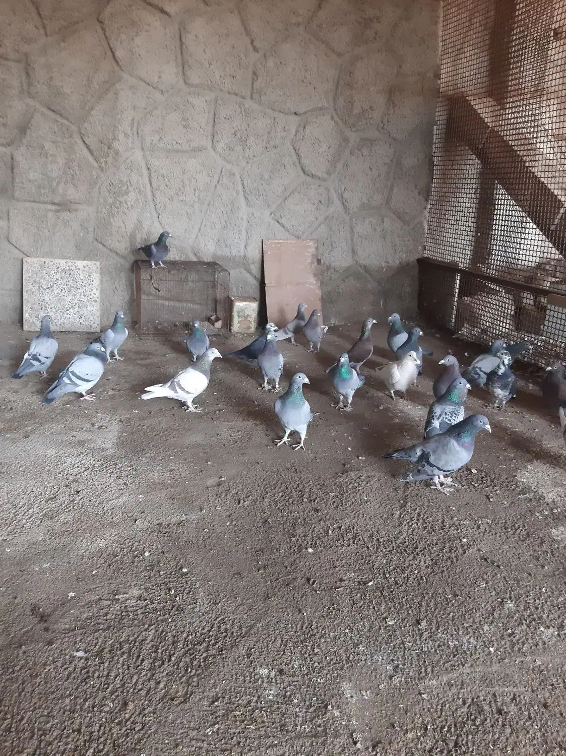 کبوتر پلاکی|پرنده|صوفیان, |دیوار