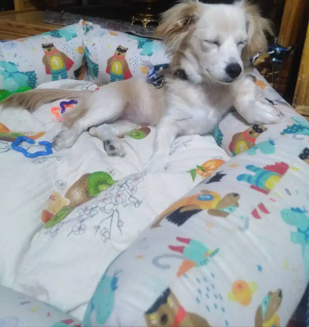 واگذاری سگ اشپیتز|سگ|شیراز, سعدیه شمالی|دیوار