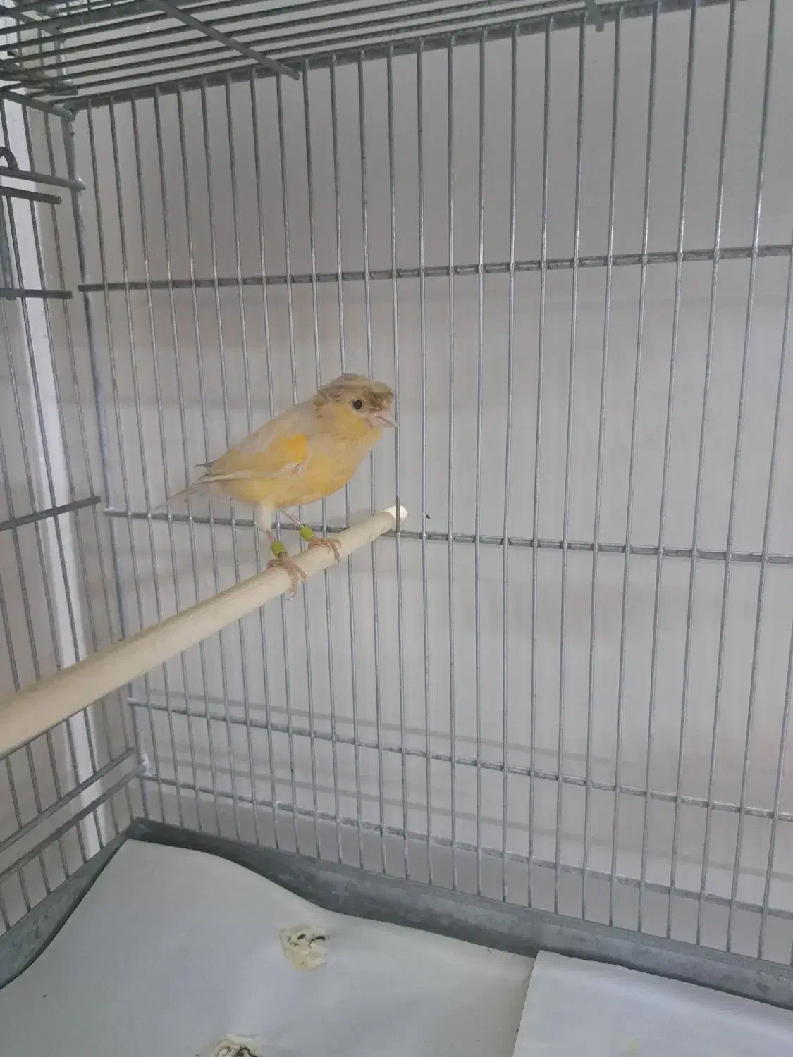 قناری|پرنده|ری, شهید غیوری (ابن باویه)|دیوار