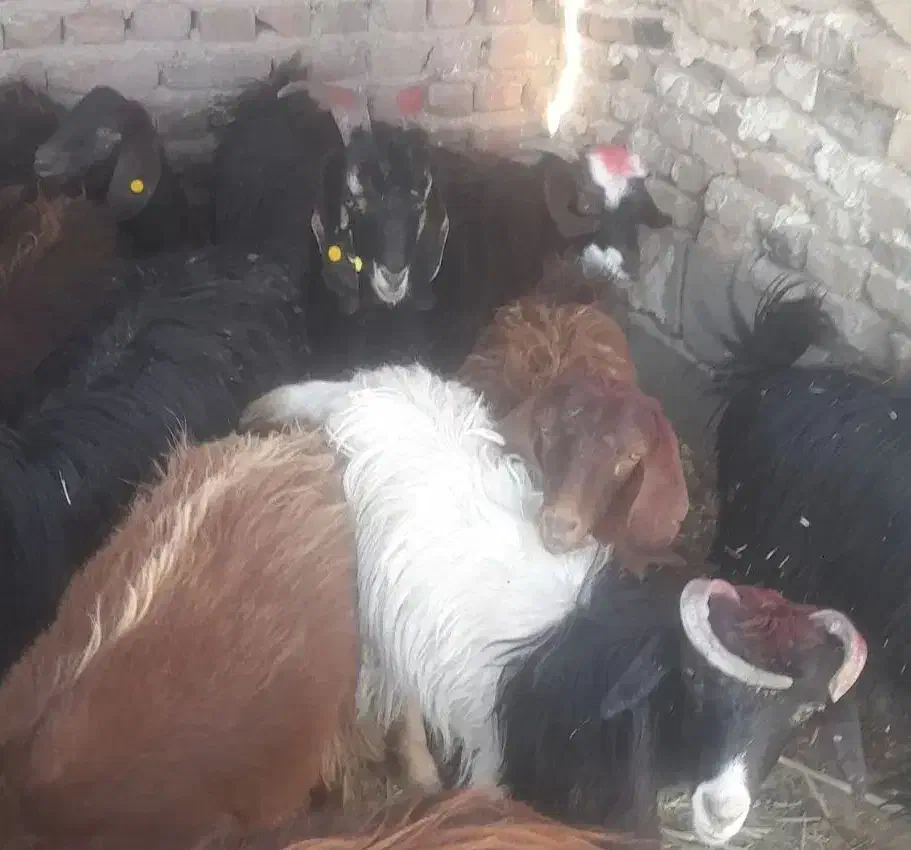 بزغاله چاق|حیوانات مزرعه|زاهدان, |دیوار