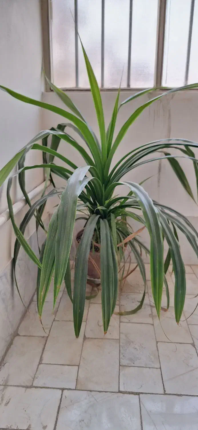 گل پاندانوس|گل و گیاه طبیعی|ورامین, ورامین|دیوار