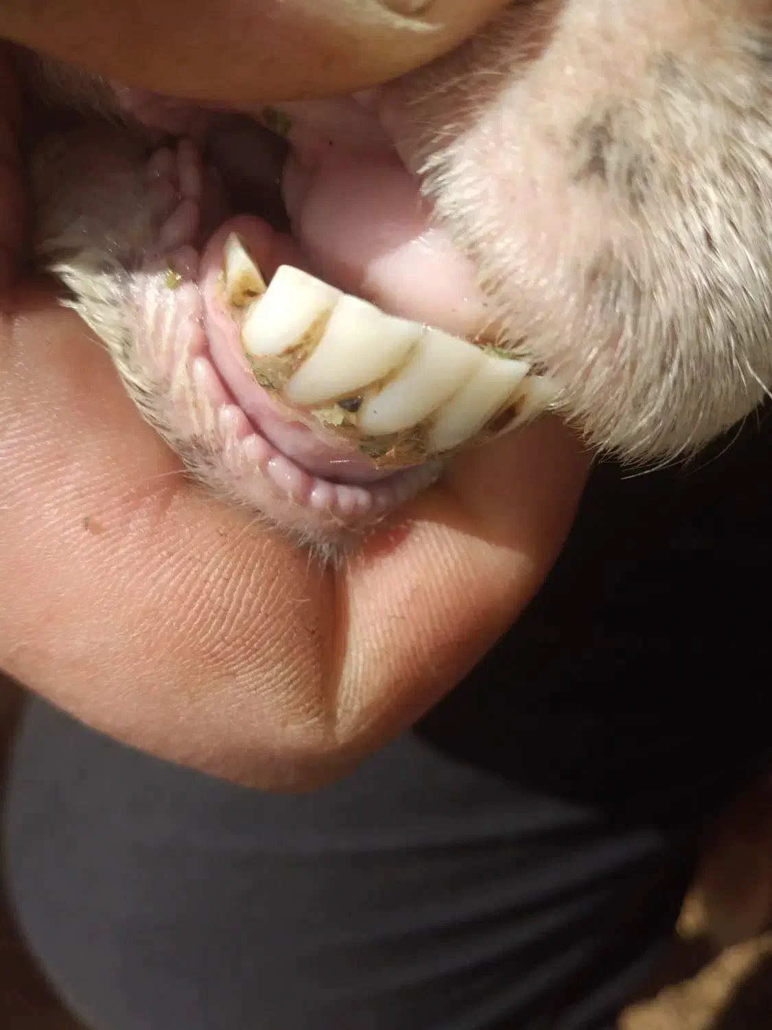 میش بره دار|حیوانات مزرعه|گرمخان, |دیوار