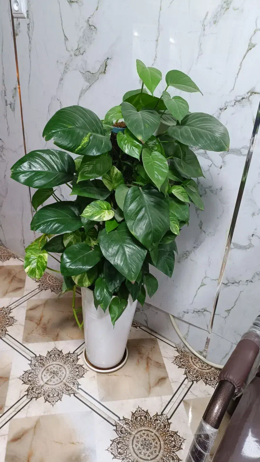 گل پتوس زیبا|گل و گیاه طبیعی|سنندج, |دیوار