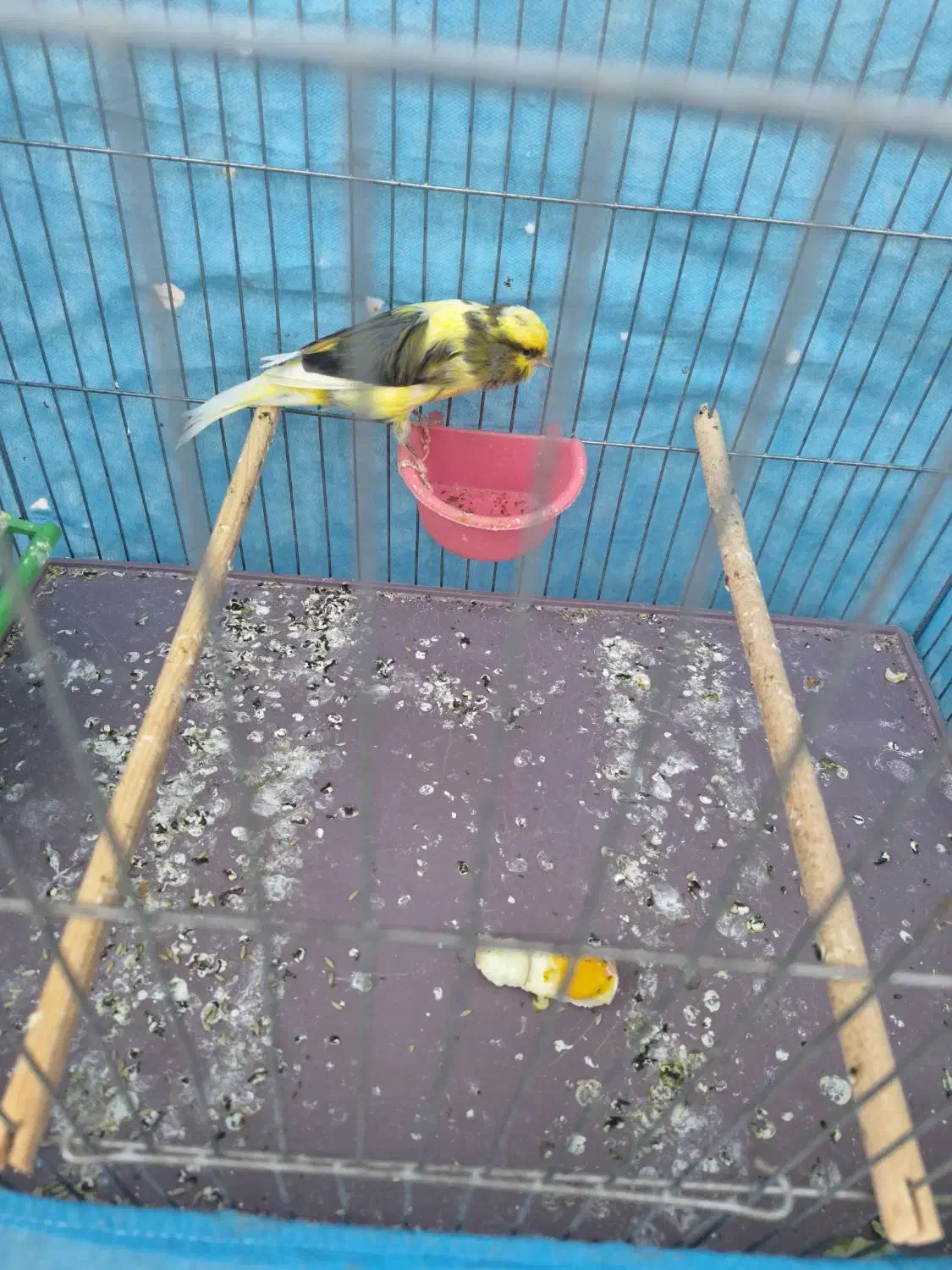 قناری نر سوپر|پرنده|حمیدیا, |دیوار