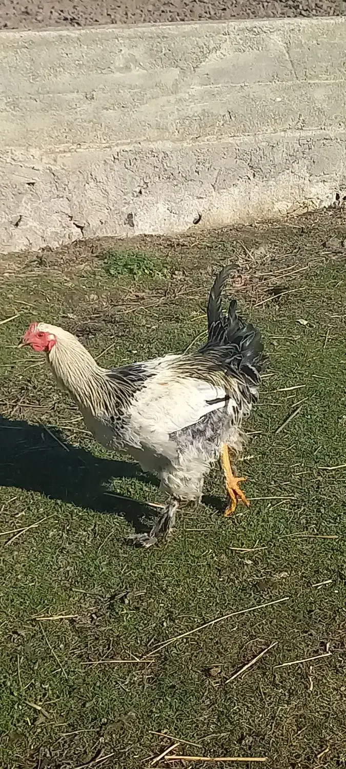 خروس محلی پاپر|حیوانات مزرعه|ویلکیج, |دیوار