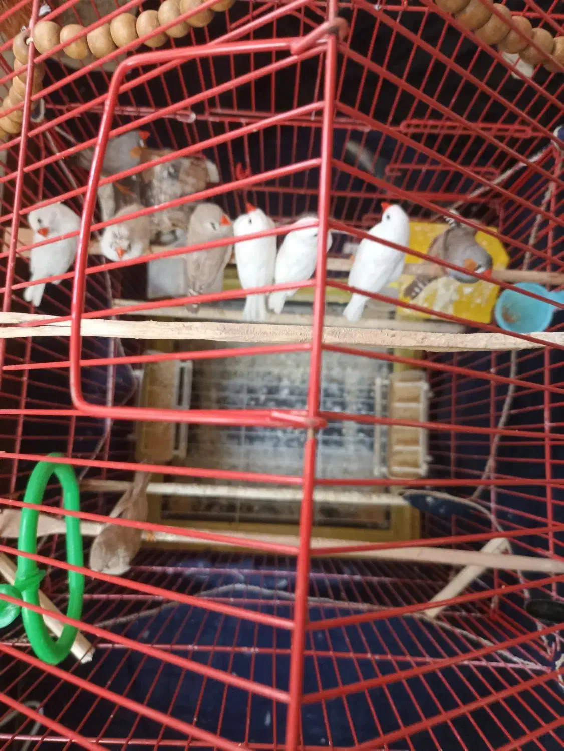 11عدد فنج زبرا جفتی 300 خداوکیلی الکی زنگ نزن|پرنده|شوش, |دیوار