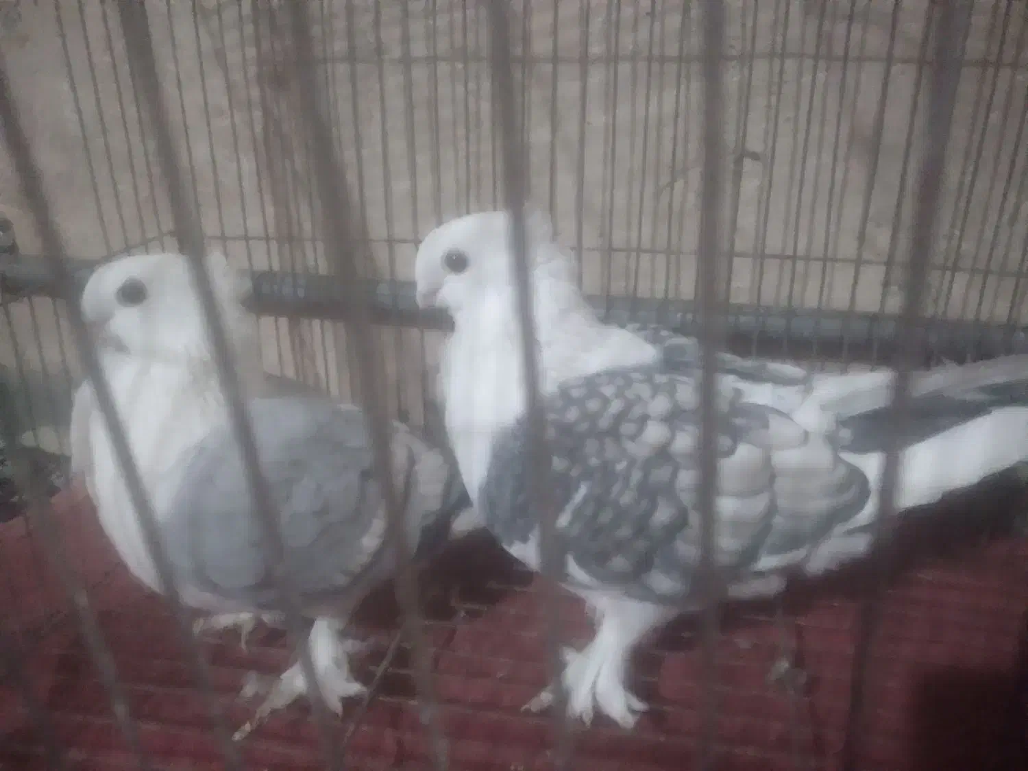 کبوتر تزیینی(چنگ موشی سینه فر)|پرنده|شیراز, درکی|دیوار