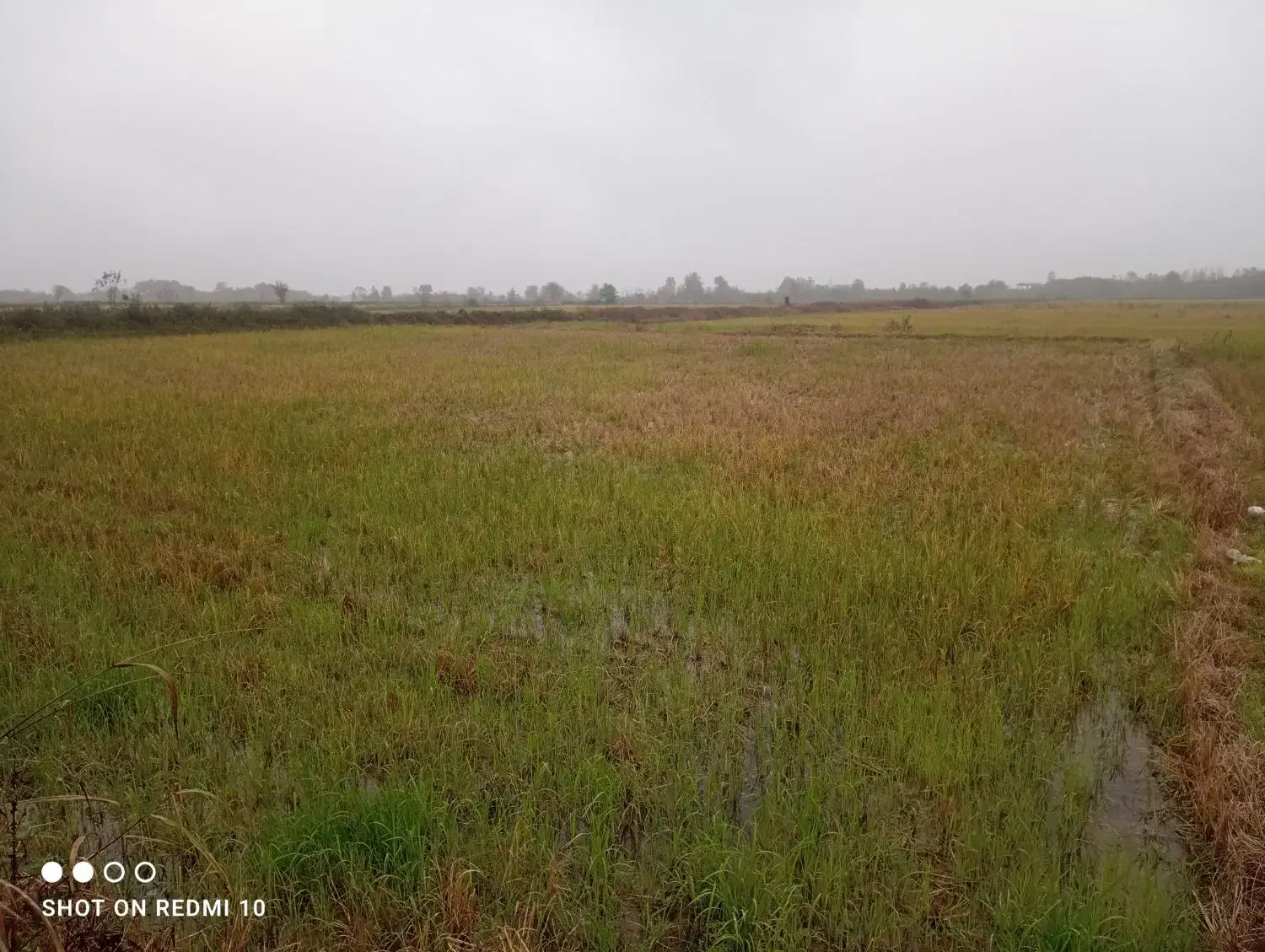 زمین شالی|فروش دفتر صنعتی، کشاورزی، تجاری|رانکوه, |دیوار