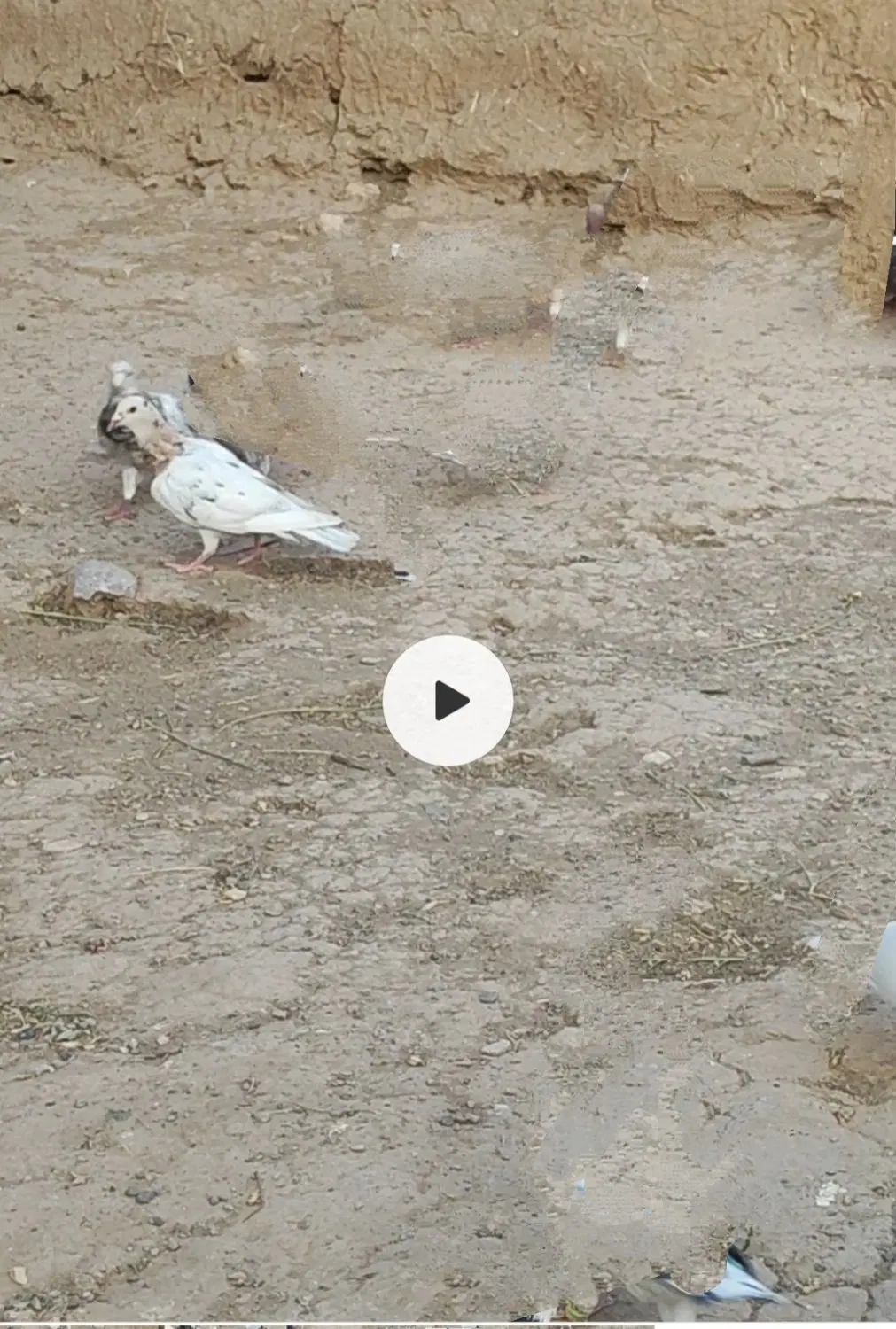 کبوتر سرور|حیوانات|تربت جام, مطهری|دیوار