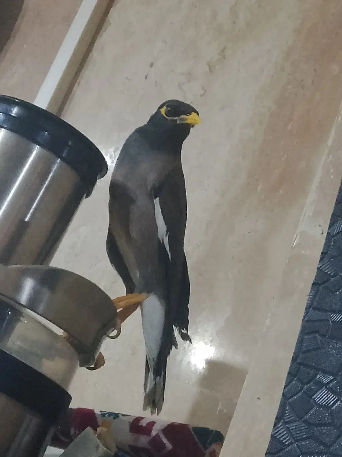 مینا جذاب و دوست داشتنی|پرنده|تهران, سازمان آب|دیوار