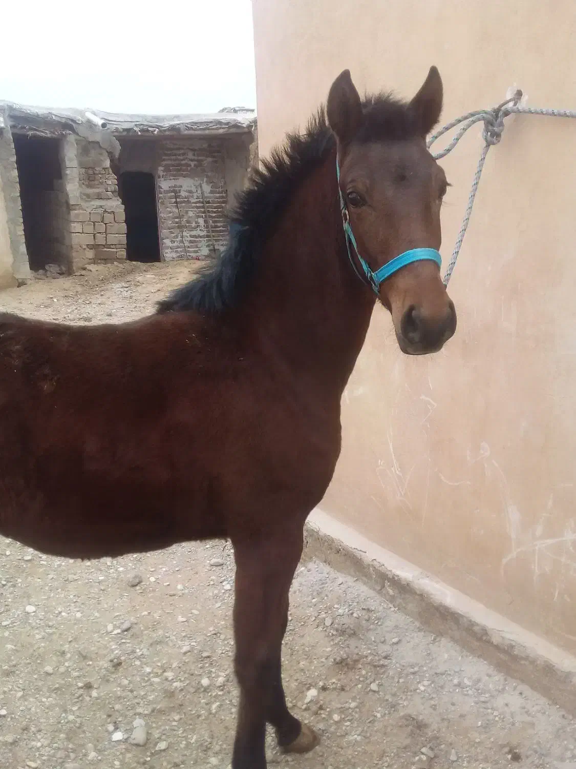 فروش اسب|اسب و تجهیزات اسبسواری|نهاوند, |دیوار