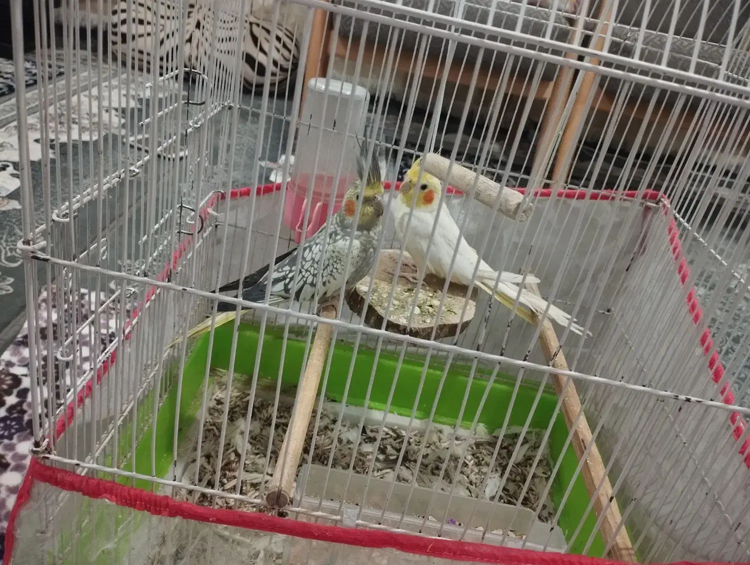 عروس هلندی|پرنده|شیراز, کوشک میدان|دیوار