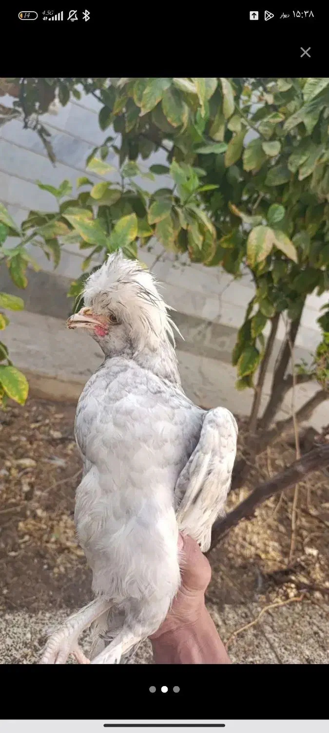 خروس لهستانی|حیوانات مزرعه|اردکان, |دیوار