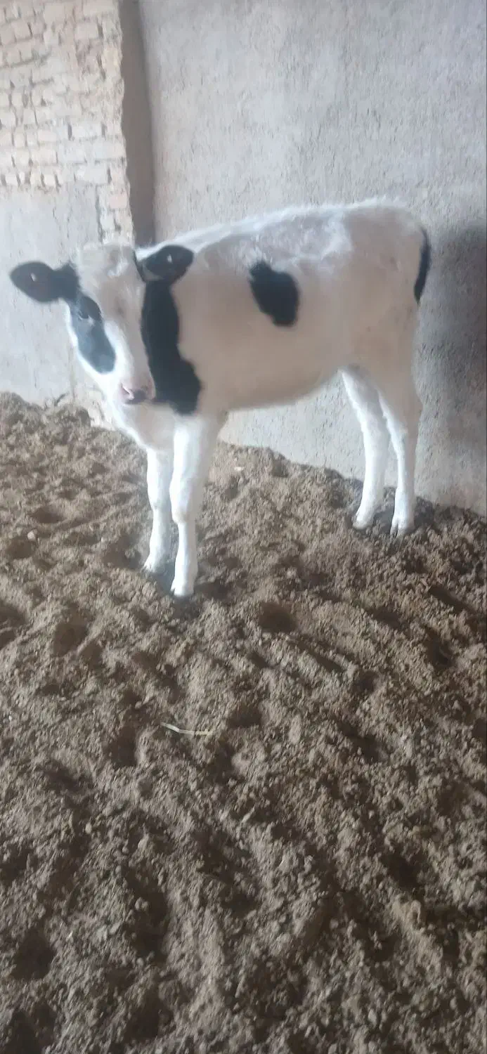 گوساله ماده|حیوانات مزرعه|تربت جام, میان جام|دیوار