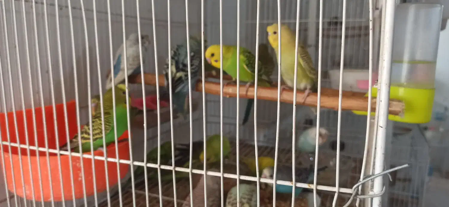 مرغ عشق جوانه|پرنده|خواف, |دیوار