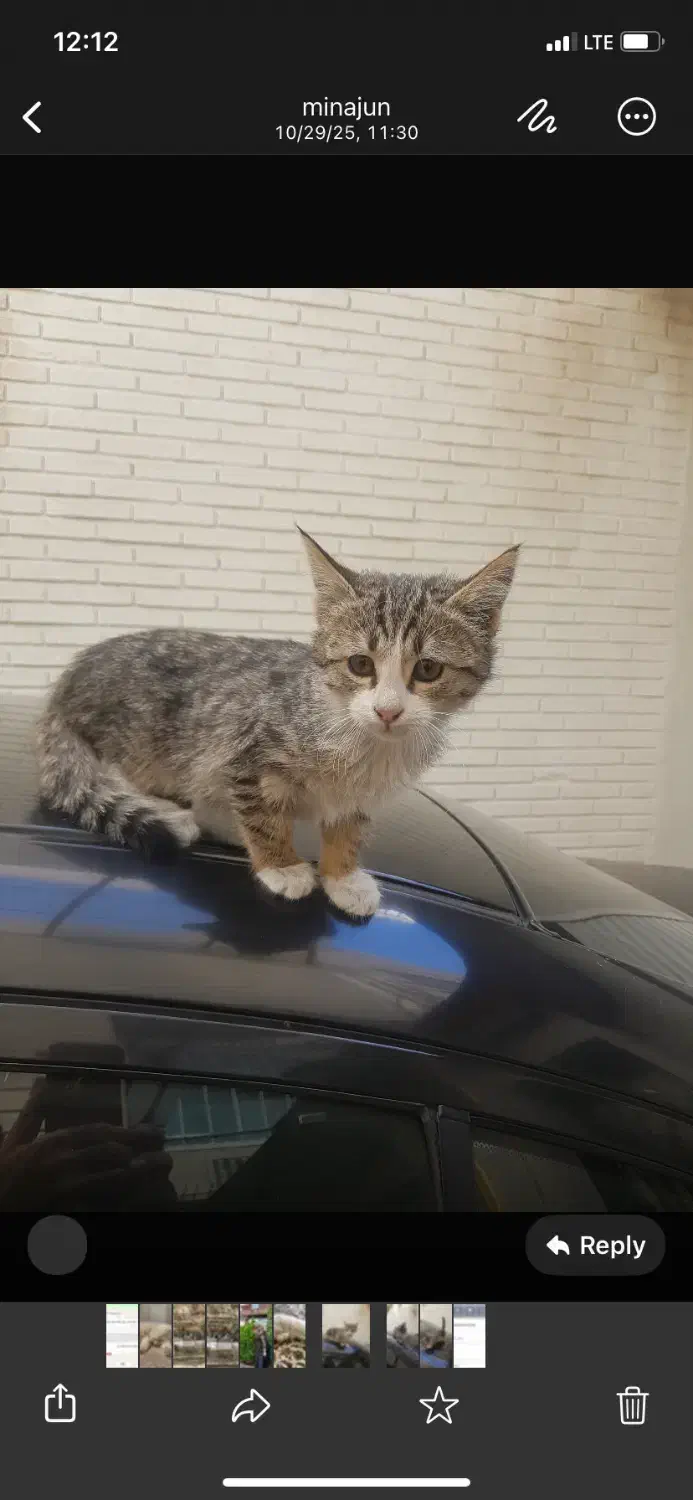 واگذاری گربه|گربه|تبریز, |دیوار