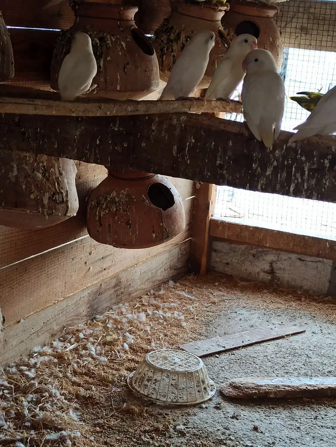 فروش چند جفت کوتوله سفید|پرنده|چابهار, |دیوار